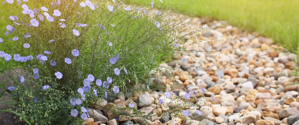 Purple flowers along a dry creek bed in West Chester, PA.