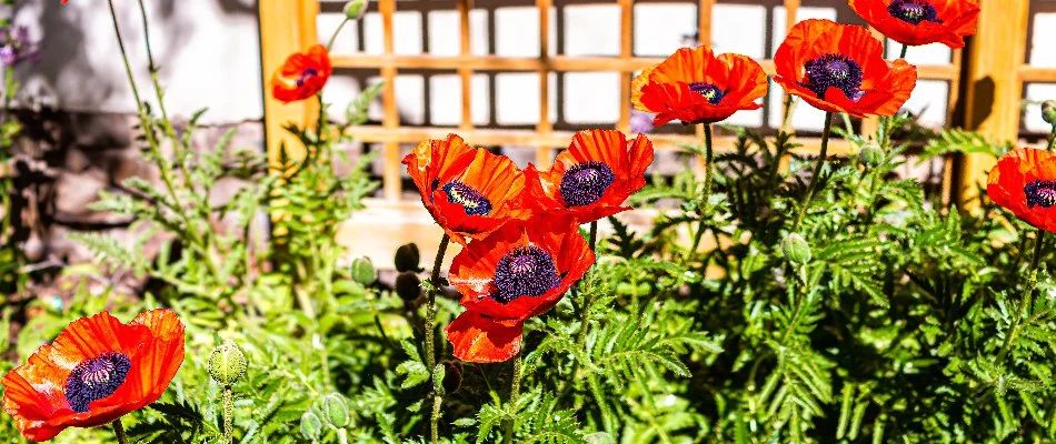 Red poppy flowers with green foliage in West Chester, PA.