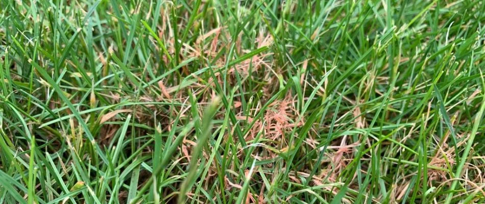 Red threads on grass blades in West Chester, PA.