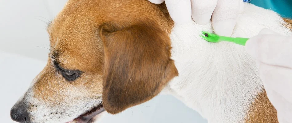Removing a tick from a dog in West Chester, PA, using a tick remover tool.