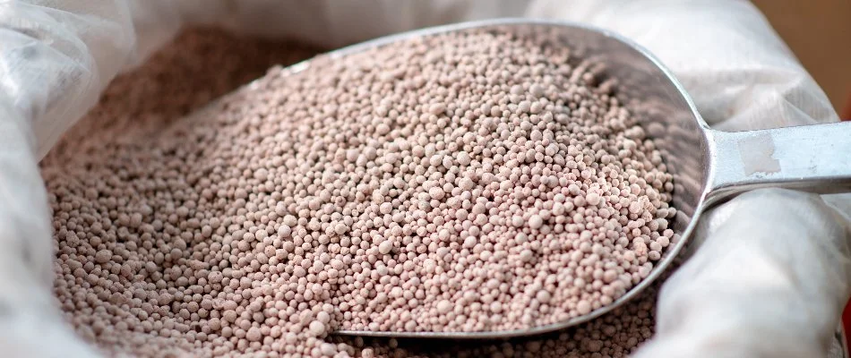 Scooping granular fertilizer for a lawn in West Chester, PA.