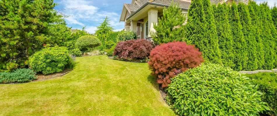 Shrubs and trees in a landscape around a lawn in West Chester, PA.
