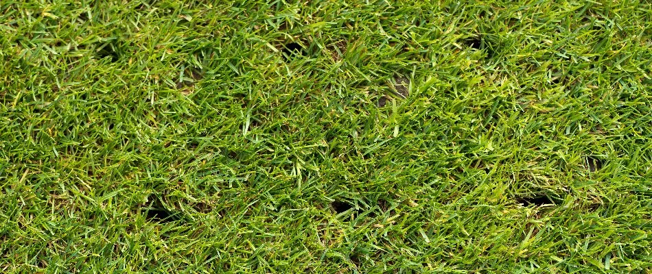 Small, uniform holes in a lawn in West Chester, PA, from aeration.