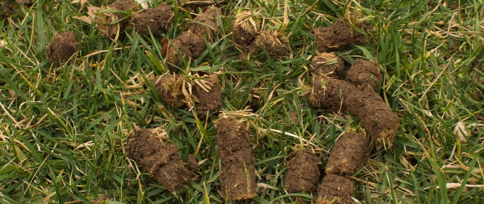 Soil cores on grass in West Chester, PA.