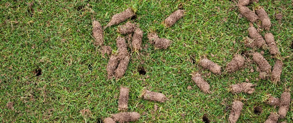 Soil plugs on a lawn in West Chester, PA, after aeration.