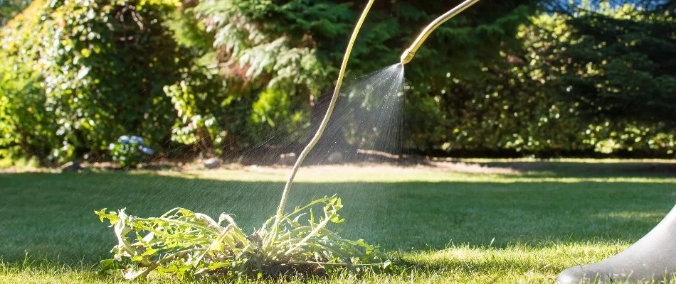 Spraying weed control treatment on a lawn in West Chester, PA.