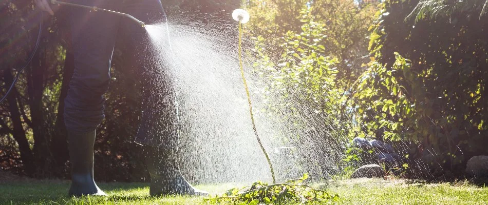Spraying weed control treatment on a dandelion in West Chester, PA.