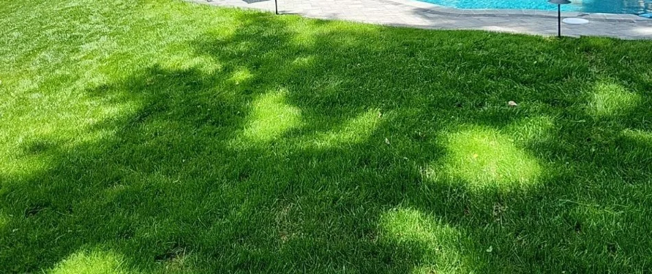 Sunlight on lush, green grass in West Chester, PA.