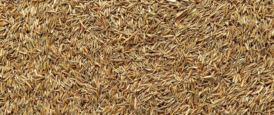 Tall fescue grass seeds in Pennsylvania.