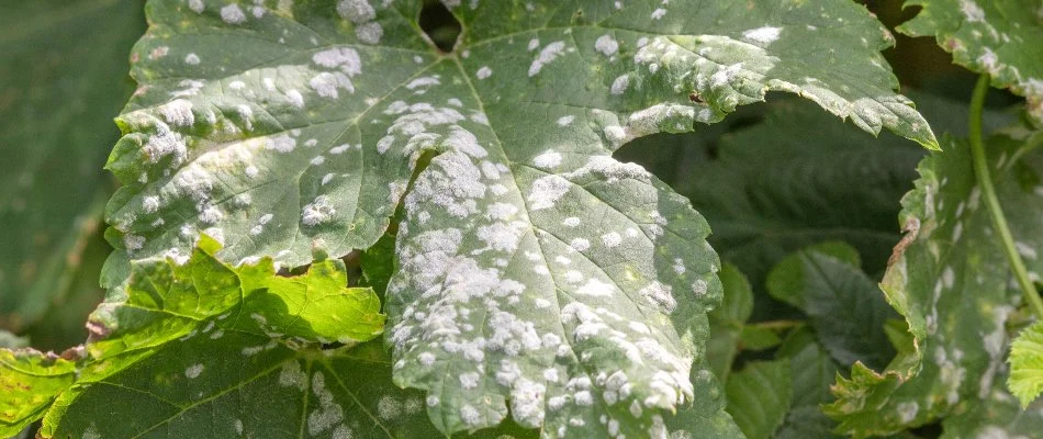 Tree leaf in West Chester, PA, with powdery mildew.