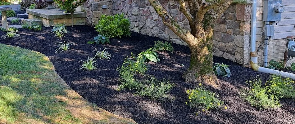 Tree, plants, and mulch on a landscape bed in West Chester, PA.