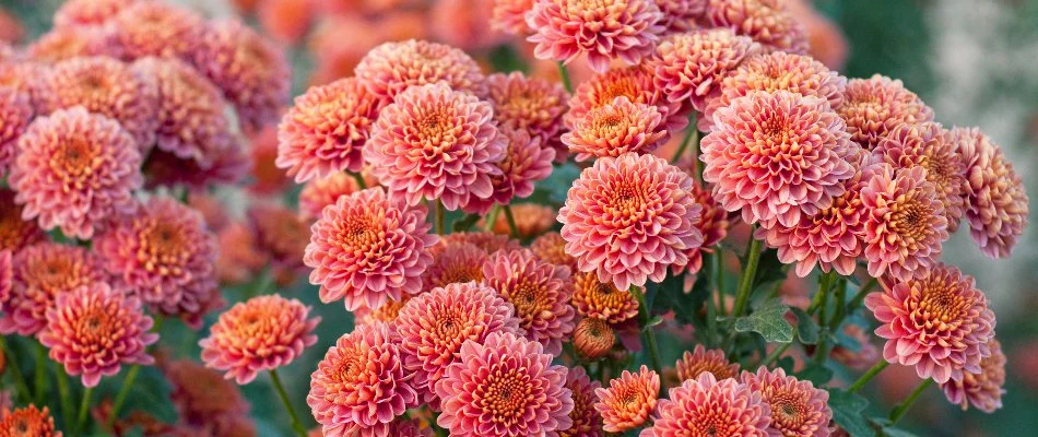 Vibrant chrysanthemum flowers in West Chester, PA.