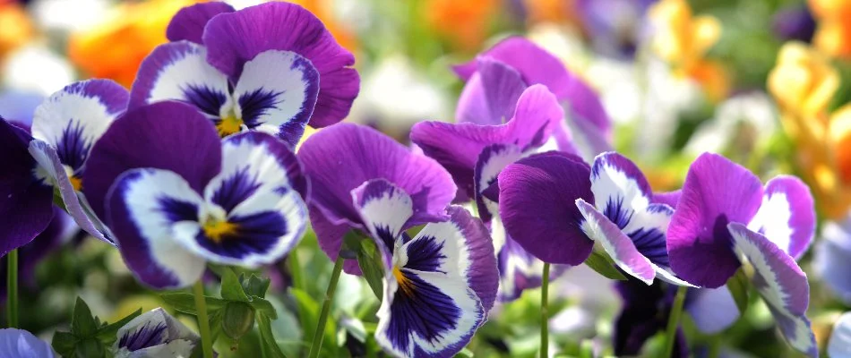 Vibrant purple pansies in West Chester, PA.