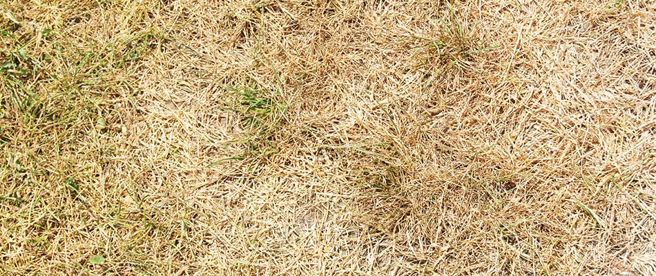 Weak, patchy lawn with dying grass near West Chester, PA.