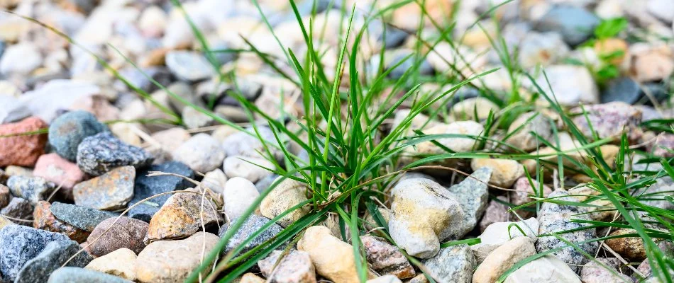 Weeds growing between rocks in West Chester, PA.