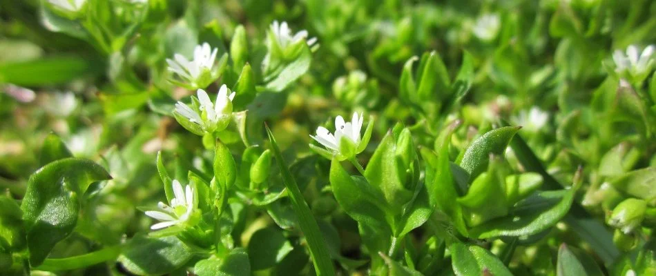 Chickweed in West Chester, PA, with its white flowers.