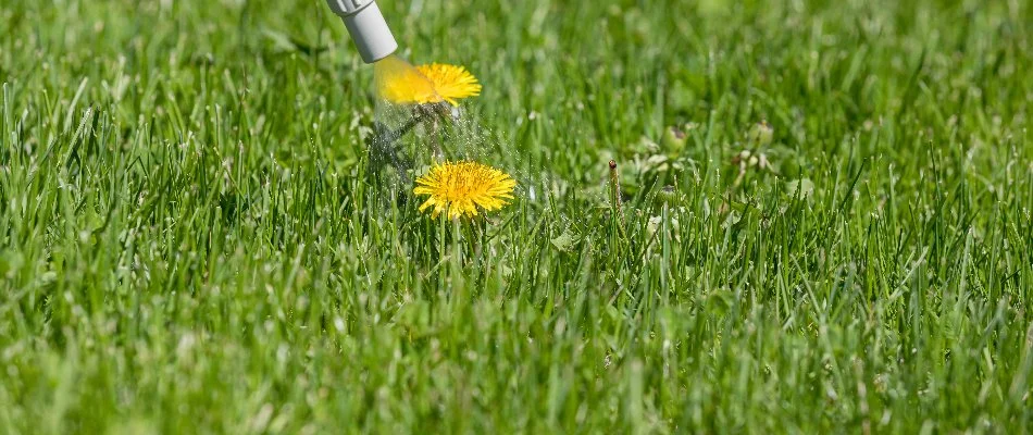 Yellow dandelions being sprayed on a lawn in West Chester, PA.