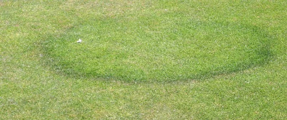 Fairy ring disease on a lawn in West Chester, PA.