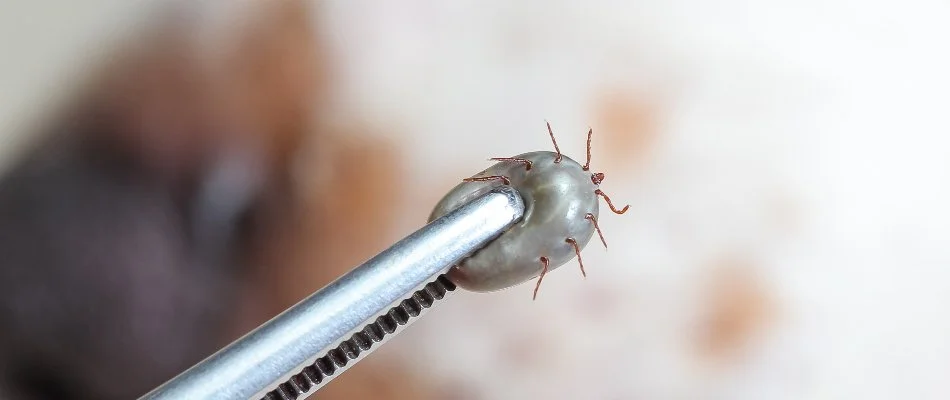 An engorged tick in West Chester, PA, on tweezers.