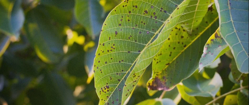 Anthracnose disease on a tree in West Chester, PA.