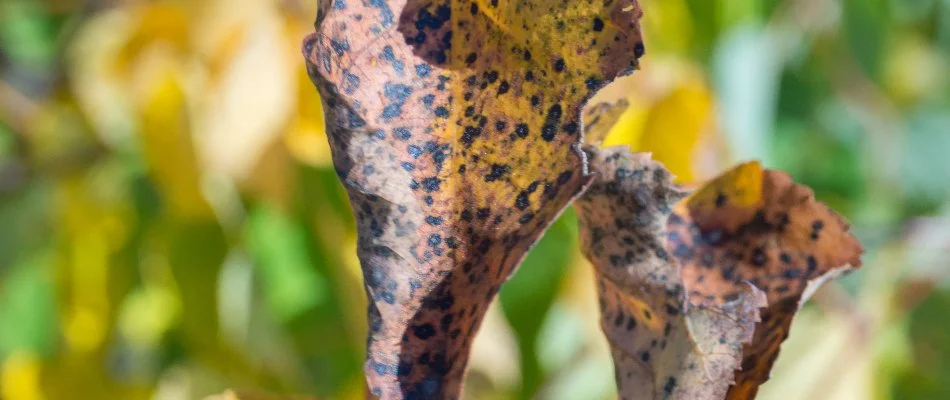 Apple scab disease on a tree in West Chester, PA.