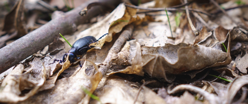 Beetle crawling over debris pile in Exton, PA.