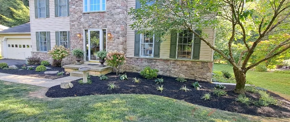 Black mulch in a landscape bed in West Chester, PA.