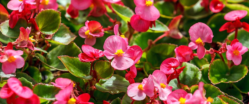 Bright pink begonia flowers blooming near West Chester, PA.