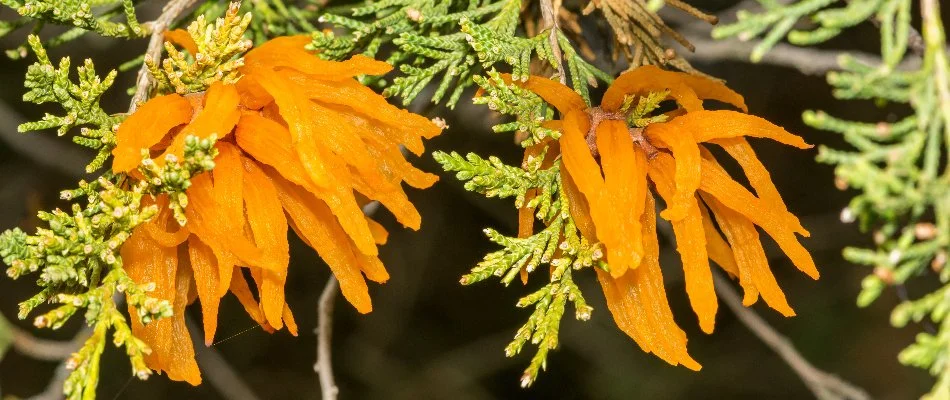 Cedar apple rust disease on a tree in West Chester, PA.