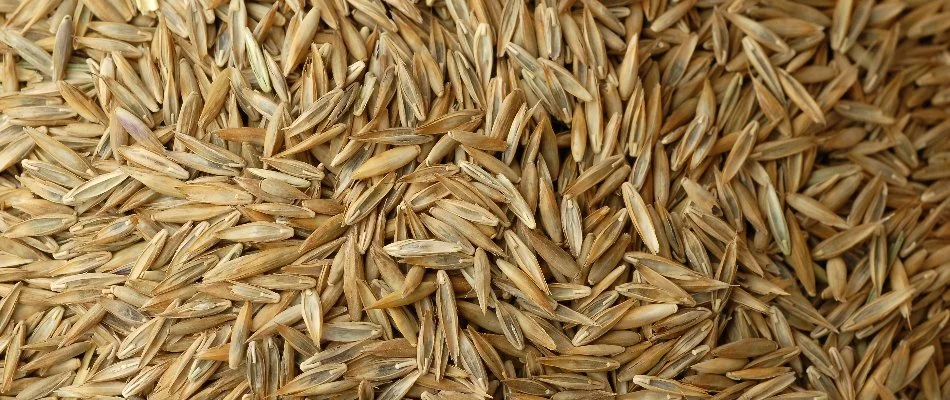Close up of grass seeds in West Chester, PA.