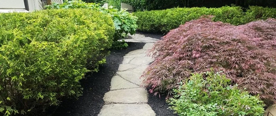 Pruned shrubs on a property in West Chester, PA.