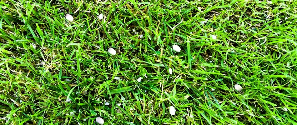 Granular fertilizer sitting on green grass in Exton, PA.
