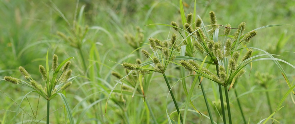 Foxtail weeds growing in field in Exton, PA.