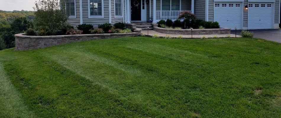 Thick, green grass in front of house in West Chester, PA.