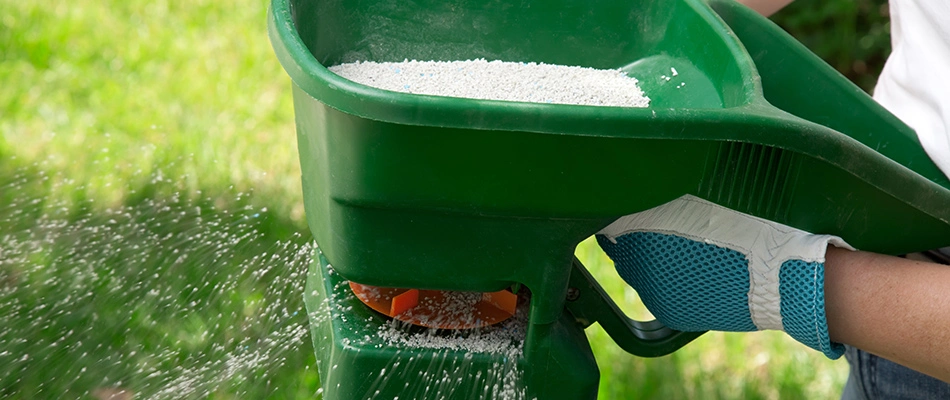 Person fertilizing a lawn with granular fertilizer in Downingtown, PA.