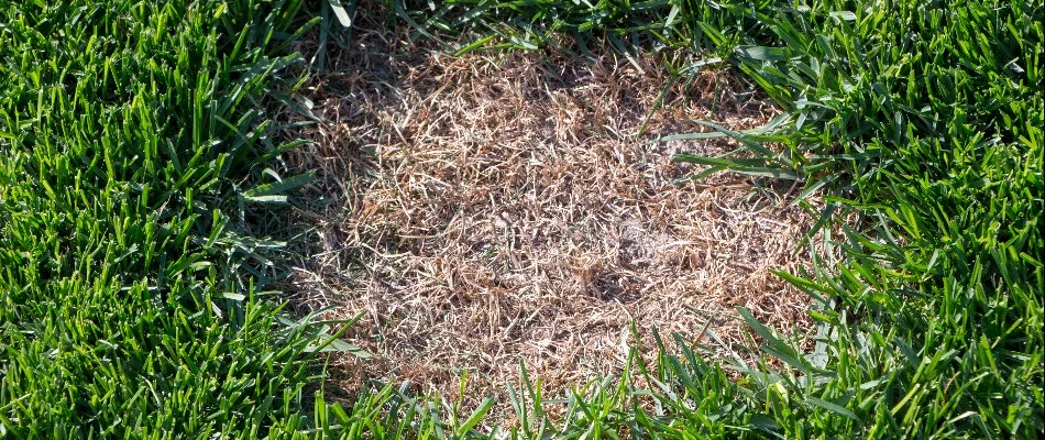 Dollar spot disease on a lawn in West Chester, PA.