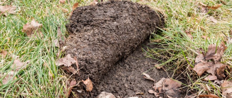 Lawn damage from grub infestation in Exton, PA.
