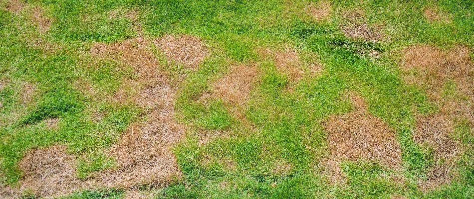 Brown patch on a lawn in West Chester, PA.