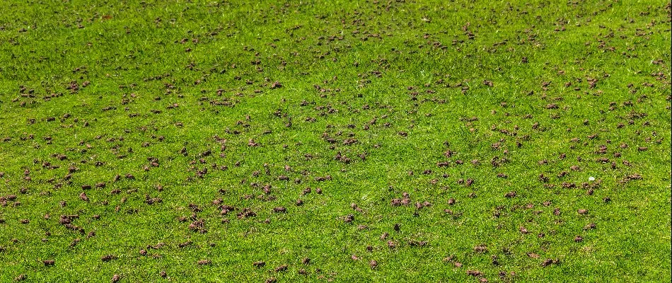 Soil plugs on a lawn in West Chester, PA, after overseeding.