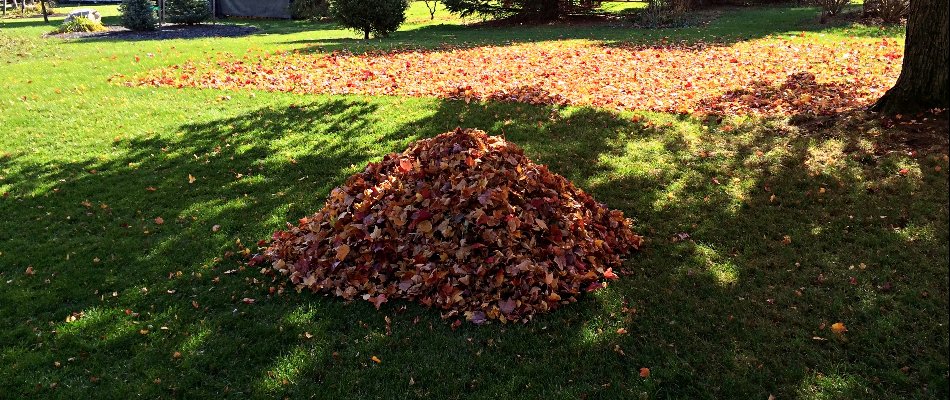 Leaf pile found on client's lawn in Exton, PA.