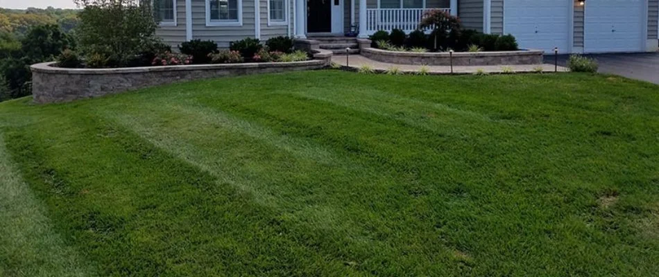 Lush green grass in Wayne, PA.