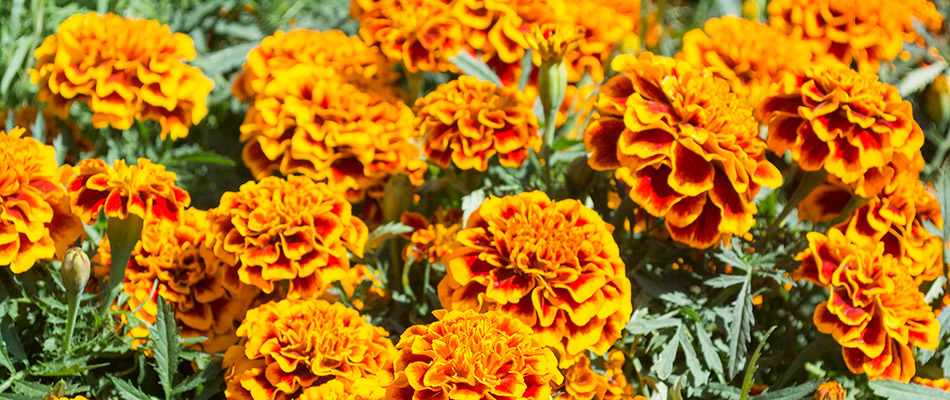 A bed of marigolds planted behind a home in Malvern, PA. 