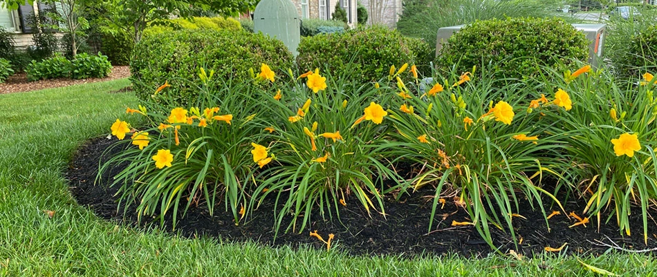 A landscape bed of yellow flowers topped with mulch in Downingtown, PA. 