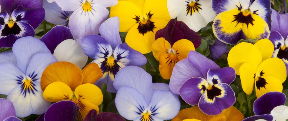 Multi-colored pansies in purple and yellow near Downingtown, PA.
