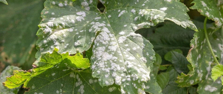 Powdery mildew disease on a leaf in West Chester, PA.