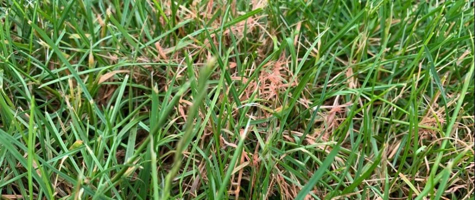Red thread disease on a lawn in West Chester, PA.