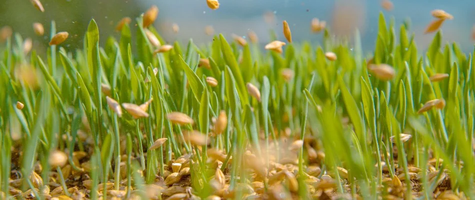 Seeds falling onto a lawn during overseeding on a property in West Chester, PA.