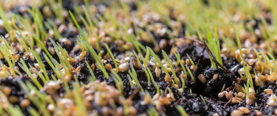 Seeds on a lawn after overseeding in West Chester, PA.