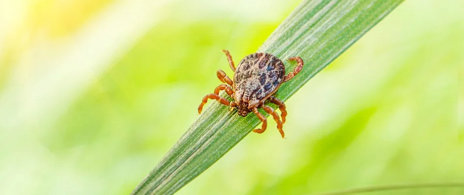 Tick resting on a blade of grass on a property in West Chester, PA.