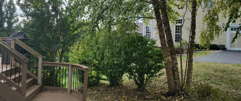 Trees next to steps in West Chester, PA.